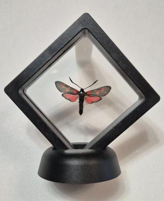 Cadre 3D Zygaena filipendulae