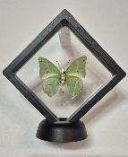 Cadre 3D Charaxes eupale