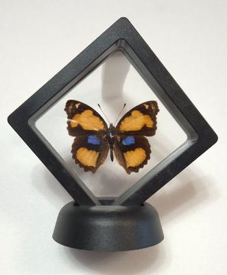 Cadre 3D Junonia hierta